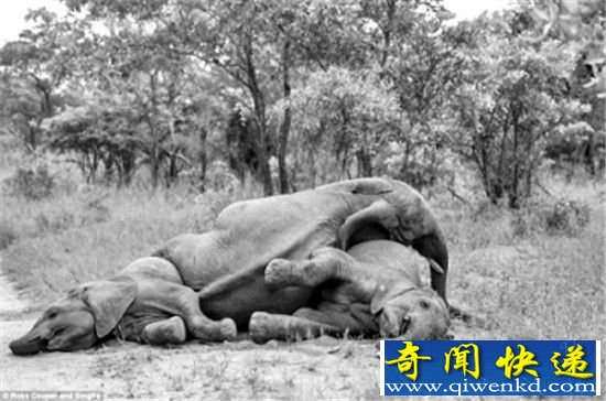 大象竟是潜伏的酒鬼?两箱伏特加简直小意思!