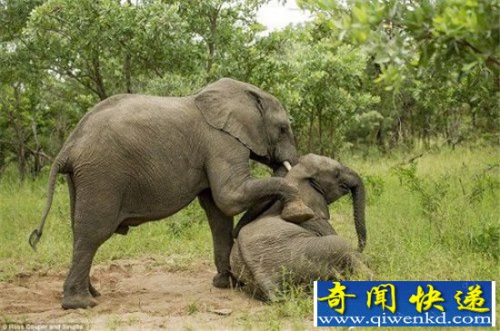 大象竟是酒鬼?两箱伏特加简直小意思!