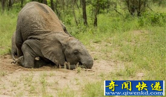 大象竟是潜伏的酒鬼?两箱伏特加简直小意思!