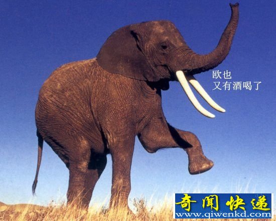 大象竟是潜伏的酒鬼?两箱伏特加简直小意思!
