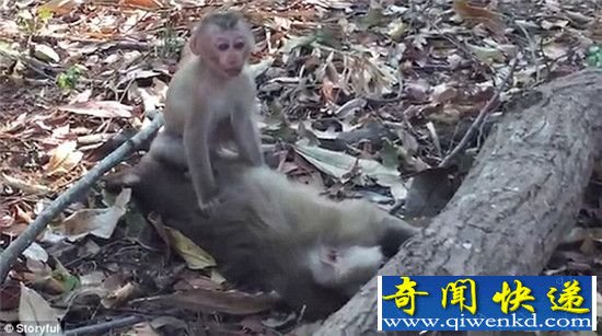 ̩ĸڳ Сﱧʬʹ޲Ը뿪