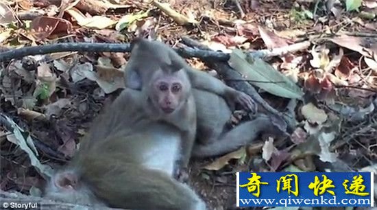 ̩ĸڳ Сﱧʬʹ޲Ը뿪