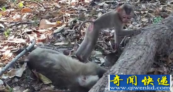 ̩ĸڳ Сﱧʬʹ޲Ը뿪