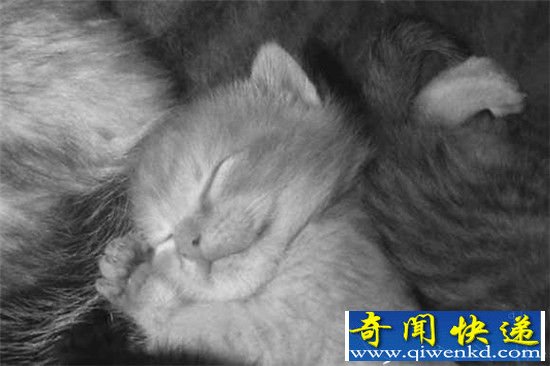 树懒每天睡多久?但愿长睡不复醒!