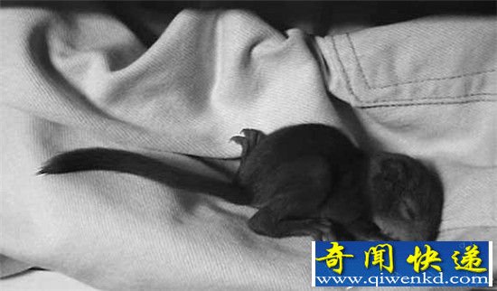 树懒每天睡多久?但愿长睡不复醒!