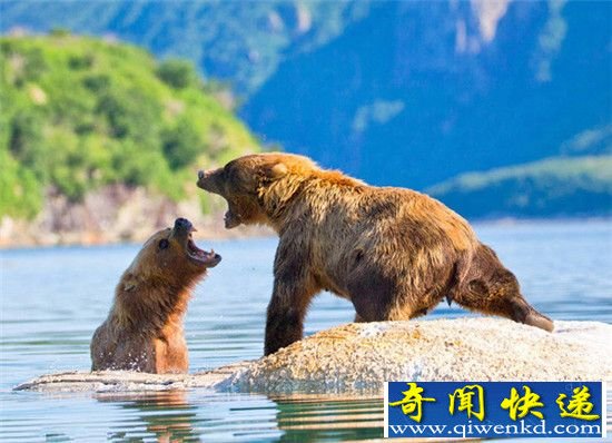 阿拉斯加现三熊大战 互相厮杀只为鲸尸