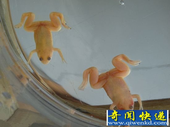 科学家复活奇特 灭绝青蛙胚胎