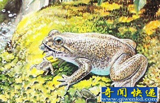 科学家复活奇特 灭绝青蛙胚胎
