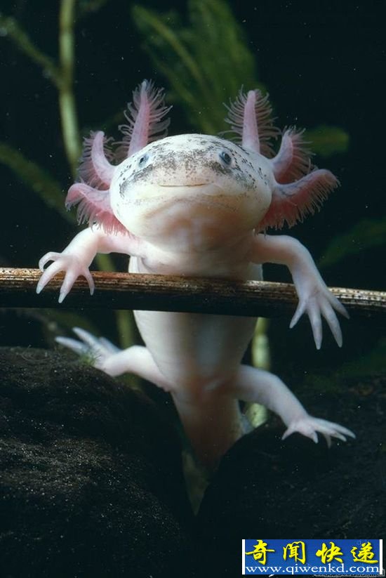 盘点!16种相貌奇特的动物 叶口蝠似魔鬼化身