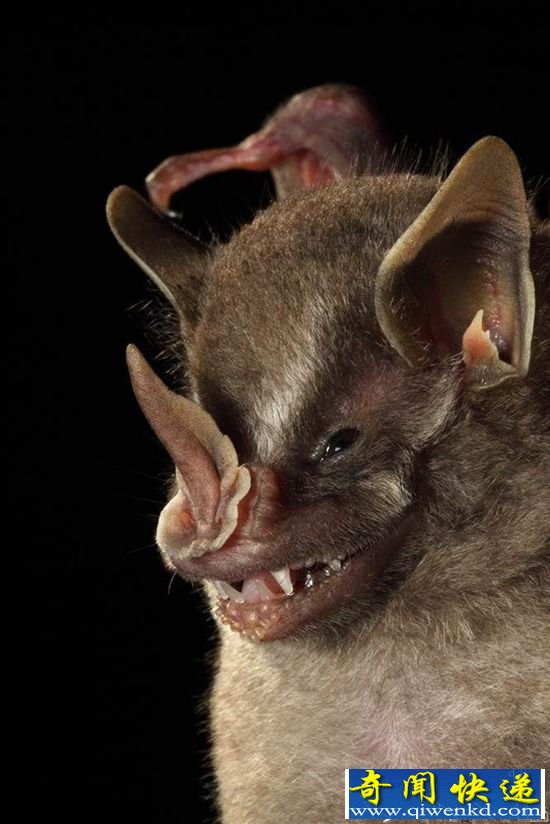盘点!16种相貌奇特的动物 叶口蝠似魔鬼化身