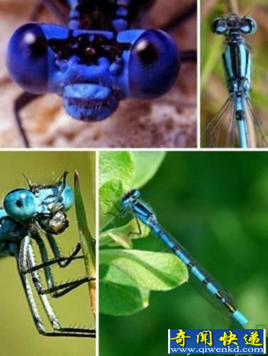 匪夷所思!盘点难得一见的奇特蓝色动物