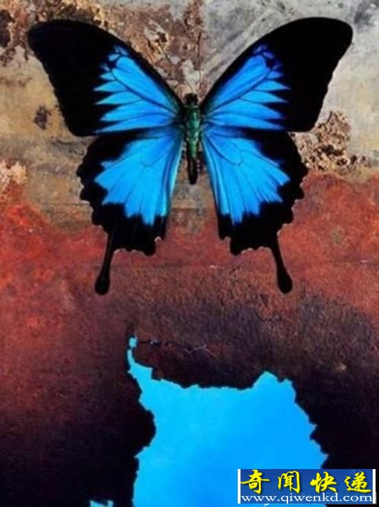 匪夷所思!盘点难得一见的奇特蓝色动物