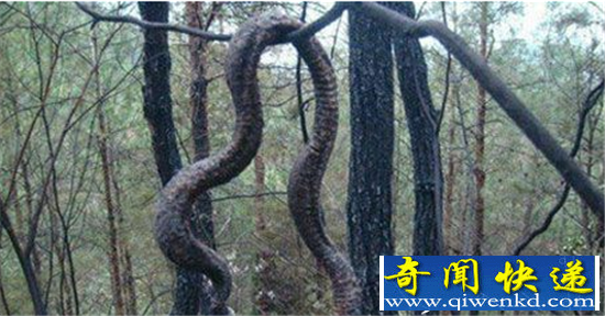 安徽巨蟒渡劫失败遭雷劈 村民讲述巨蟒渡劫全过程
