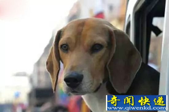 天生具有超能力动物 狗狗竟然能检测癌症