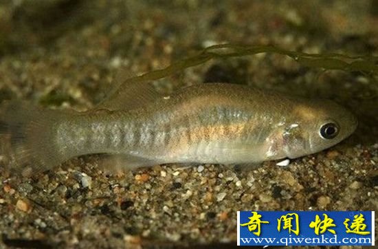 自然界超能力鱼类 象鱼可以张嘴说话