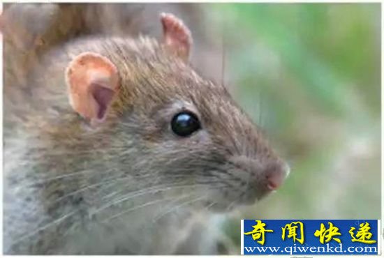 天生具有超能力动物 狗狗竟然能检测癌症