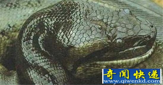 现实版的狂蟒之灾:百岁蛇王 不要被吓到!