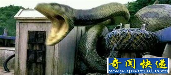 现实版的狂蟒之灾:百岁蛇王 不要被吓到!