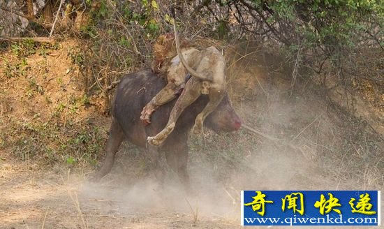 动物界奇迹:水牛逆袭狮子 实拍水牛杀死狮子