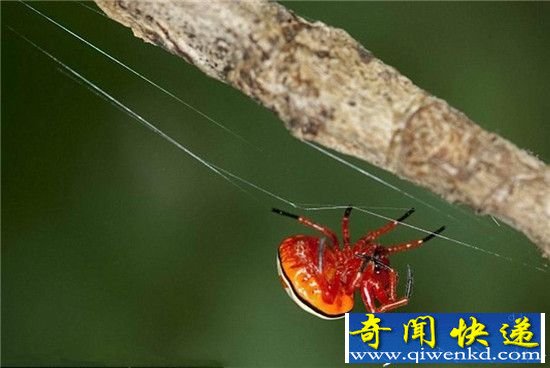 盘点大自然中的七大完美骗子高手