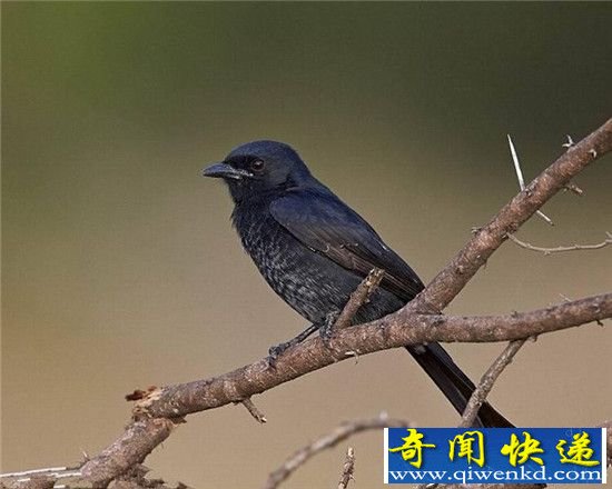 盘点大自然中的七大完美骗子高手