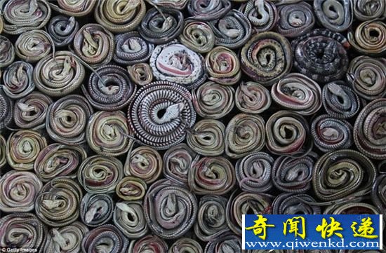 血腥慎入!蟒蛇剥皮现场 全程血腥重口味max