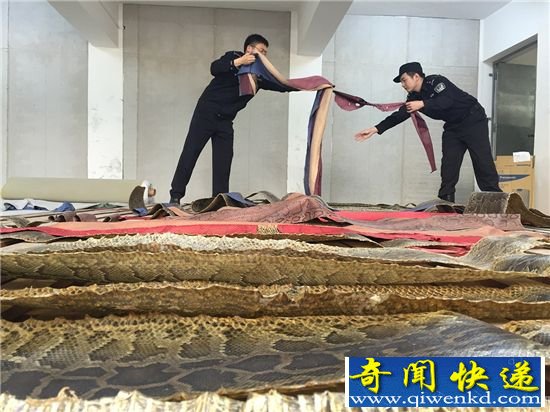 慎入!蟒蛇剥皮现场 全程血腥重口味max