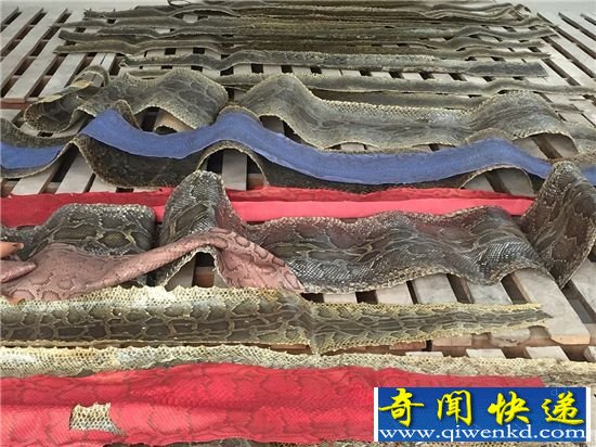 慎入!蟒蛇剥皮现场 全程血腥重口味max