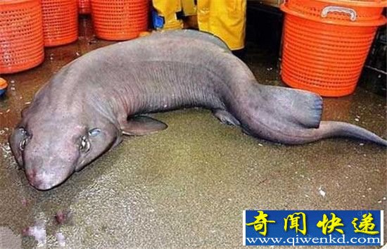 全球十大最可怕怪鲨 苏格兰海域现怪鲨