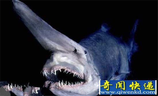 全球十大最可怕怪鲨 苏格兰海域现怪鲨