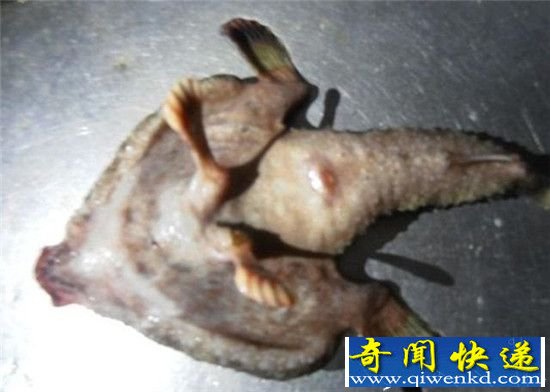 加勒比恐怖人鼻双脚怪鱼 用脚走路比古巴猴面猪还神奇!