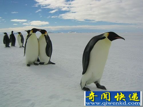 动物世界十大奇葩性行为:帝企鹅一年只交配3分钟
