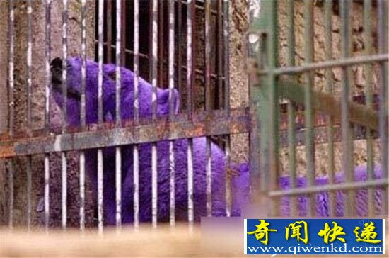 地球最丑的十种动物:一个丑过一个 惨绝人寰