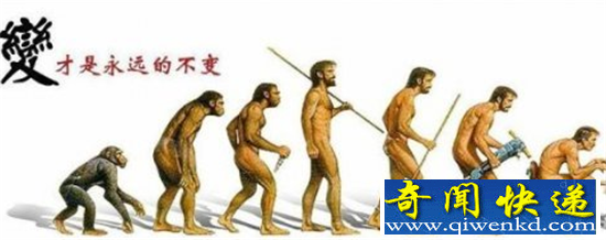 自然界最高智商动物 猪竟然比人聪明?