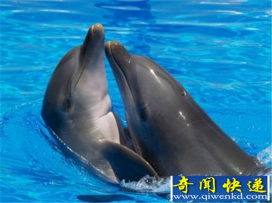 动物界性欲最强竟是海豚 盘点动物性行为奇观
