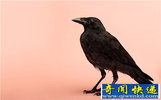 乌鸦或聪明胜过人类 有助于研究外星智慧生物