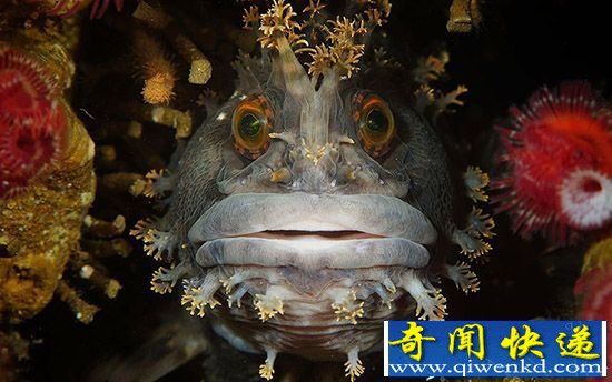 令人惊叹!深海大洋下的生命 竟如此美丽可爱