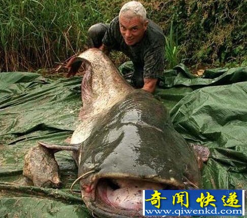 八大真实存在的噬人水兽 海洋河流都不安全