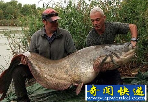 八大真实存在的噬人水兽 海洋河流都不安全