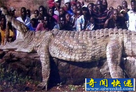 鳄鱼惊天秘闻:体重超一吨 年龄竟达110岁