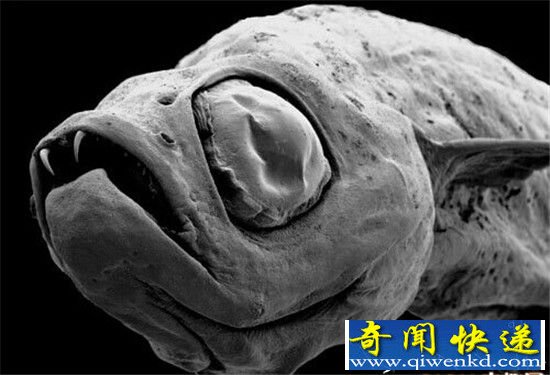 新发现11种外形最怪异生物: 小编吓尿了