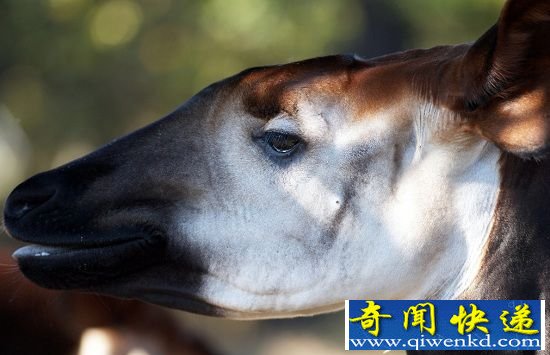 十种诡异的生物演化 如科幻中的外星生物