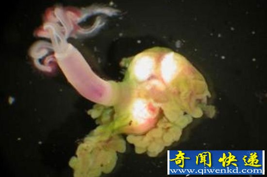 十种诡异的生物演化 如科幻中的外星生物