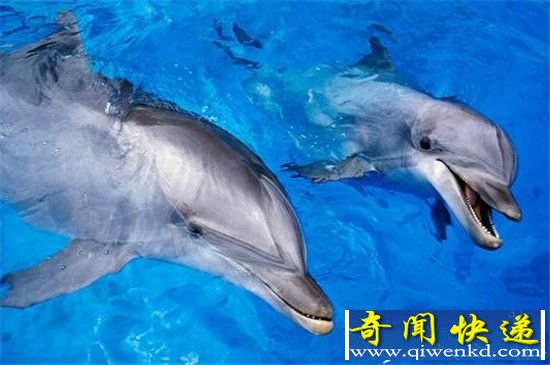 这些外表萌萌哒的小动物竟是恐怖杀手