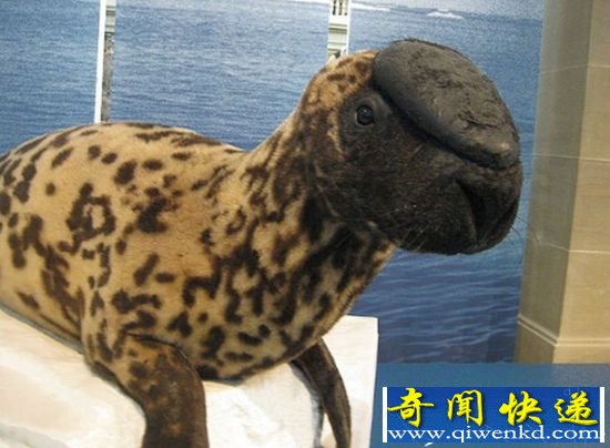 动物世界九大灭绝消失动物 连帽海豹重400公斤