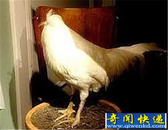美国一只公鸡被砍头后 竟奇迹存活18个月