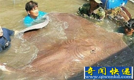 修炼成精动物被捕获 十大巨型恐怖怪物盘点
