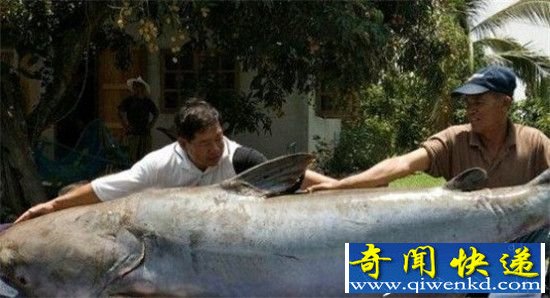 修炼成精动物被捕获 十大巨型恐怖怪物盘点