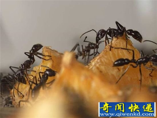 科学家也吃惊了:蚂蚁觅食效率竟远超谷歌