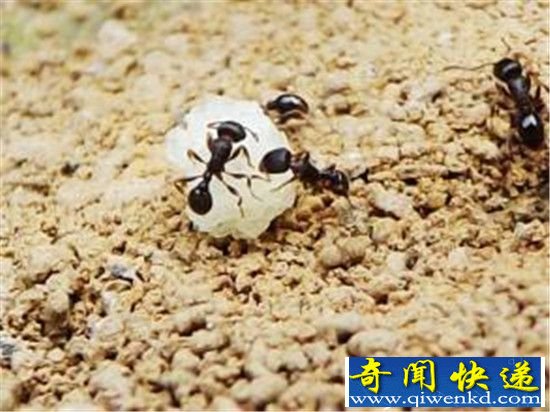 科学家也吃惊了:蚂蚁觅食效率竟远超谷歌